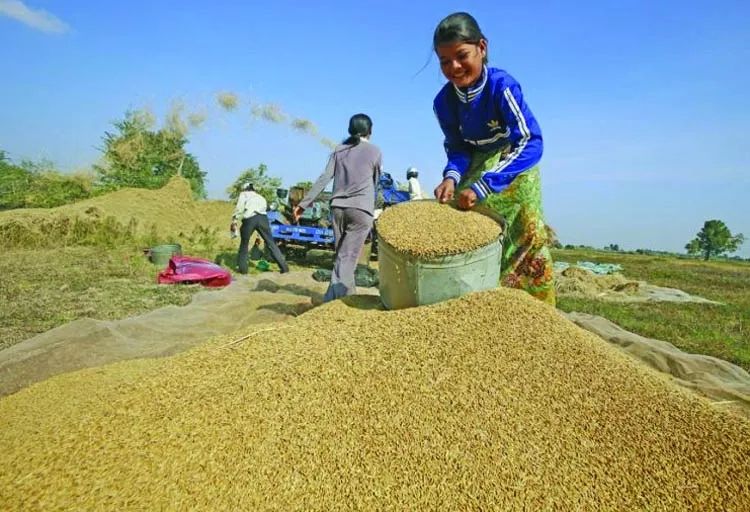 緬甸國內大米價格暴漲刷新紀錄；大米出口量喜人